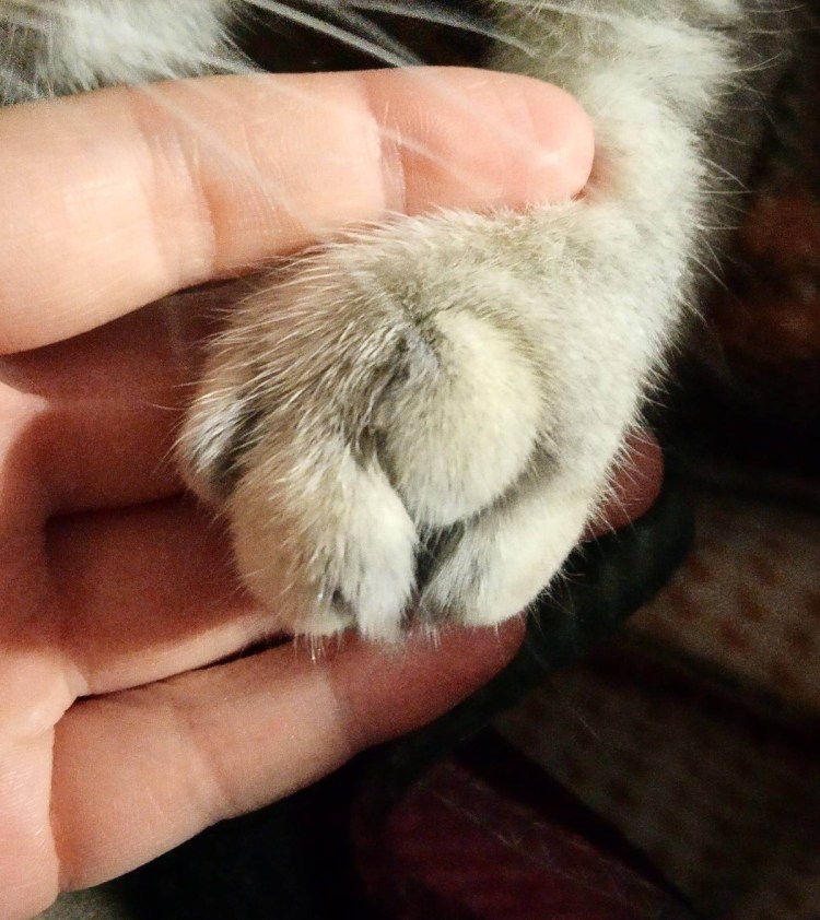 Британец вислоухий печалька