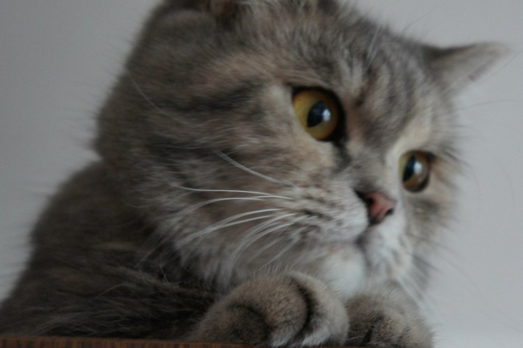 Опухоль над глазом у кота