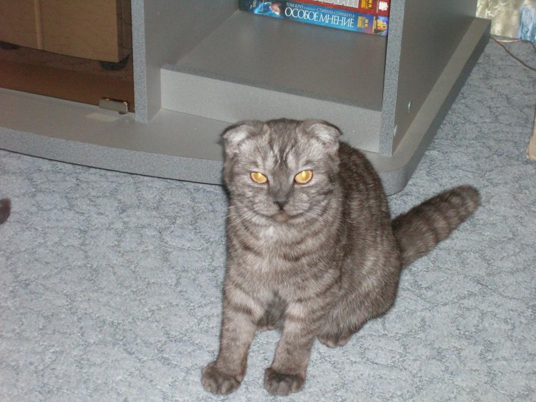 Уши у шотландских вислоухих кошек