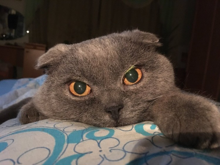 Спящий вислоухий кот