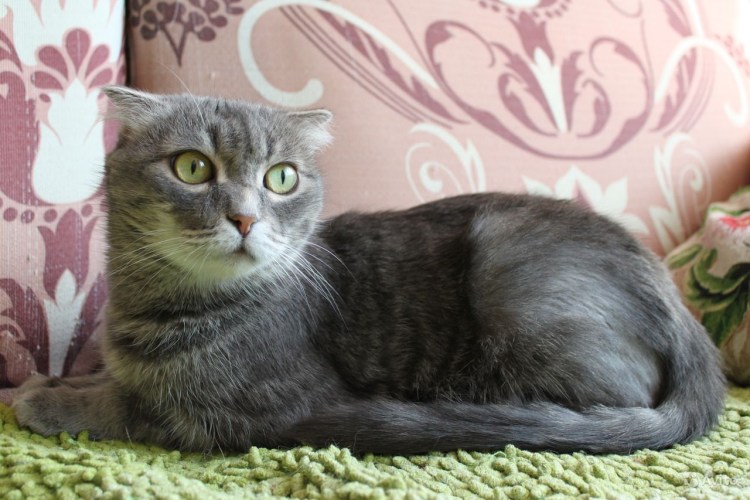 Скоттиш шартрез вислоухий