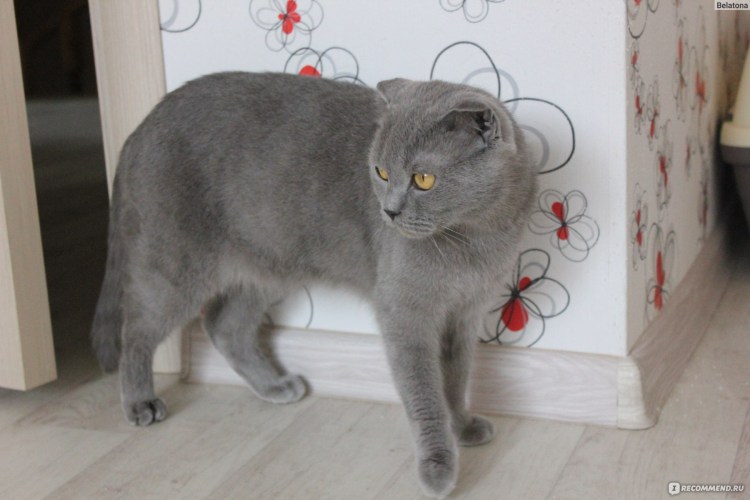 Бывают проколоты уши у кошки