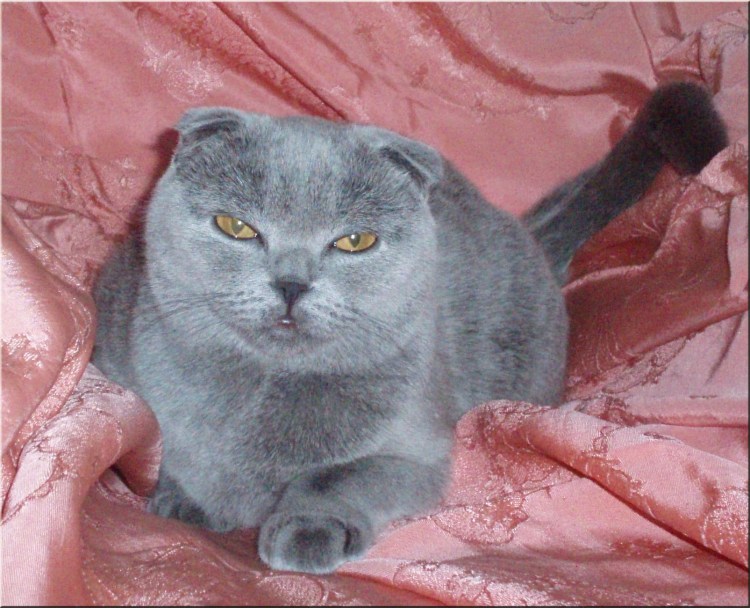 У кота на ушах появляются красные пятна на просвет