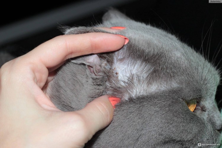 Вислоухая с коротким хвостом