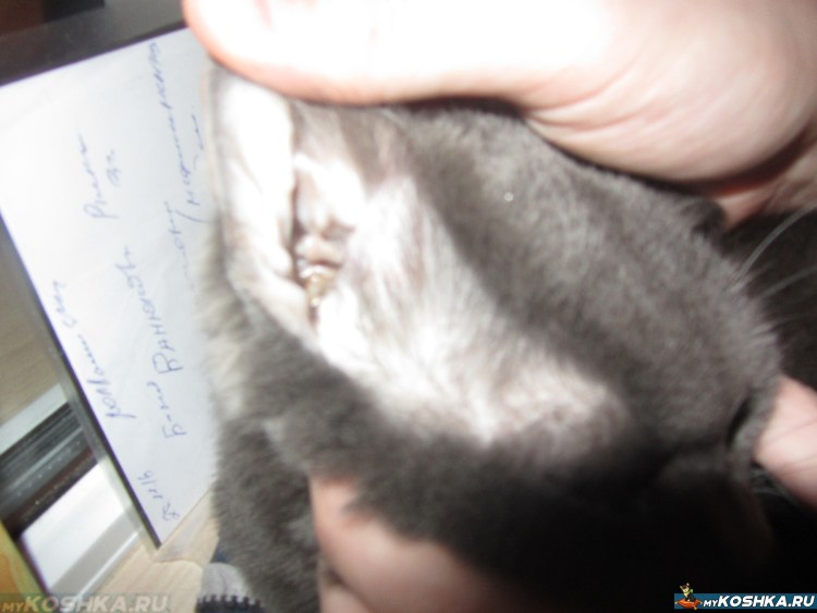 Вислоухий шотландец животик