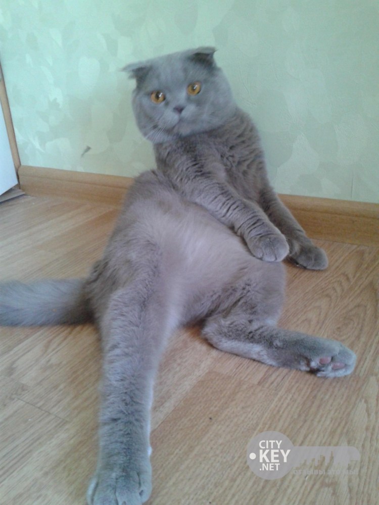 Уши у шотландских котят