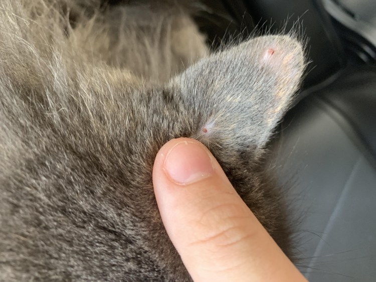 Шотландский котенок мурк