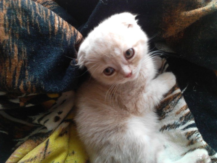 Вислоухая кошка с коротким хвостом