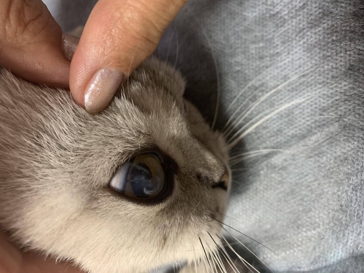 Рыжая такса и серая вислоухая кошка