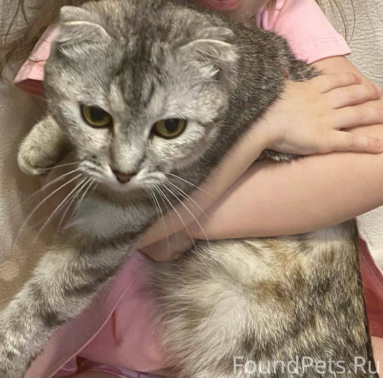 Вислоухая горбатая кошка