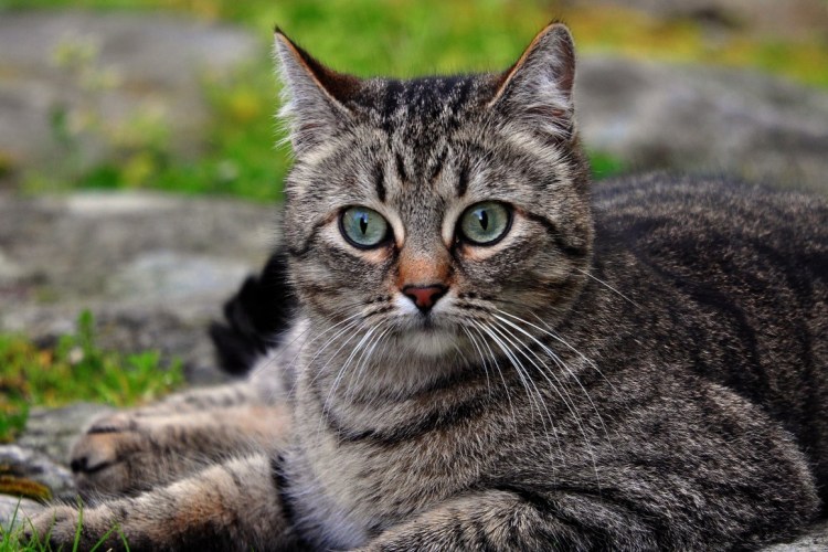 Европейская короткошерстная кошка