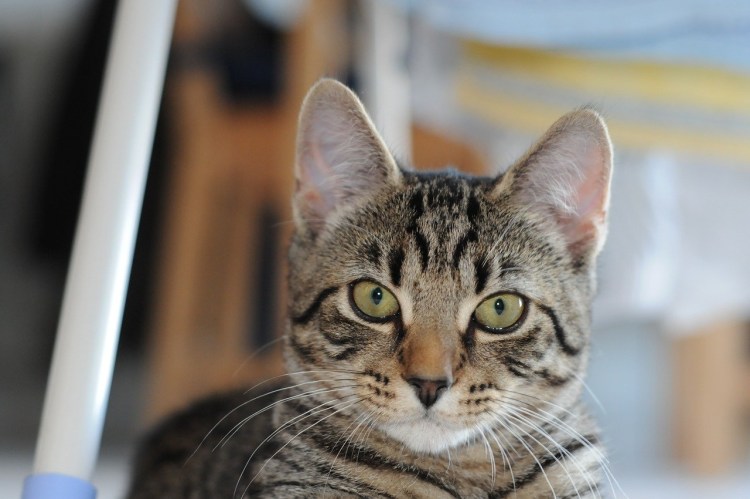 Европейская короткошерстная табби