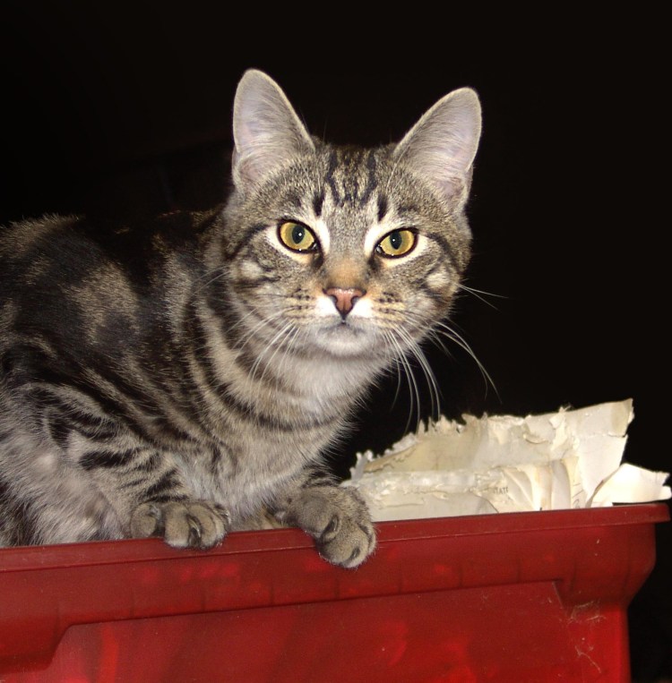 Американская короткошерстная табби