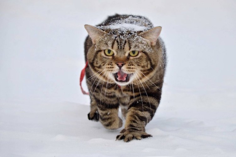 Сибирский кот гладкошерстный