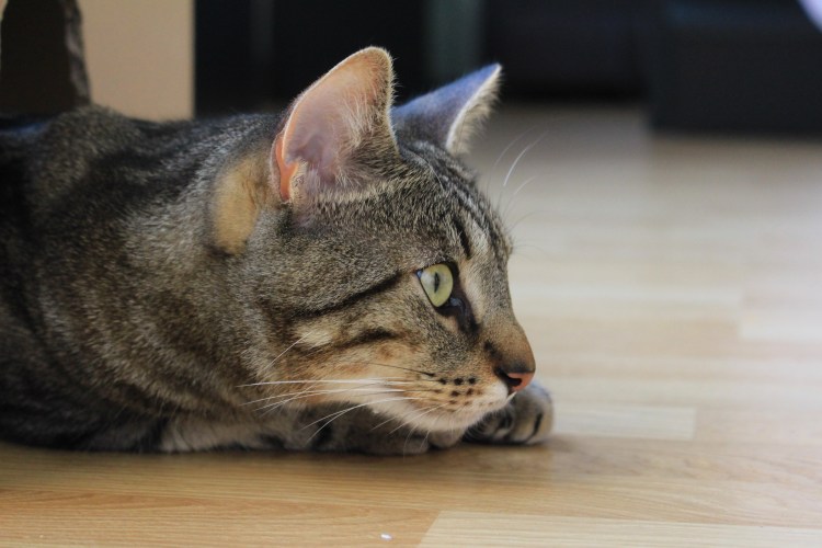 Европейская короткошерстная кошка табби