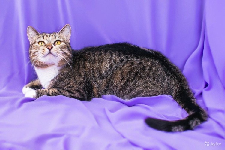 Европейская короткошерстная кошка