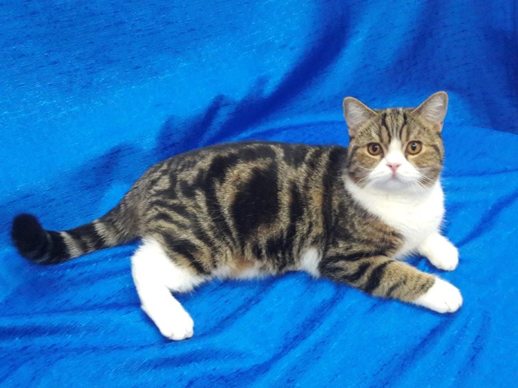 Шотландская прямоухая биколор