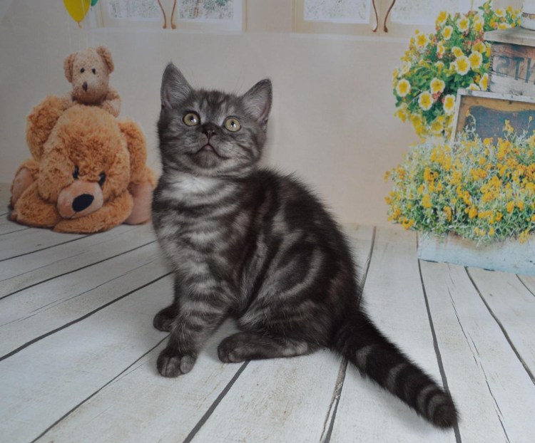 Шотландская кошка прямоухая вискас