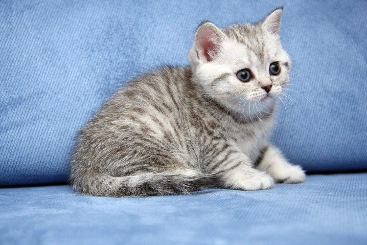 Шотландский Браун табби