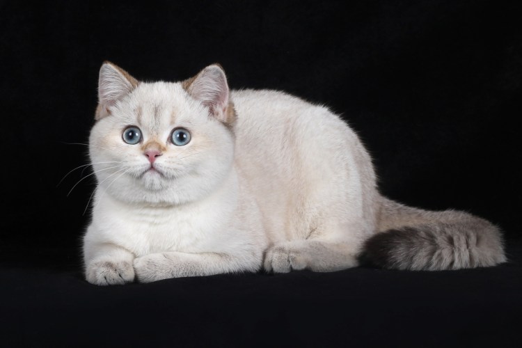 Шотландская скоттиш страйт шиншилла