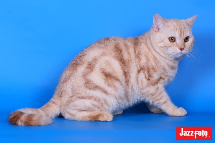 Шотландский скоттиш страйт мраморный