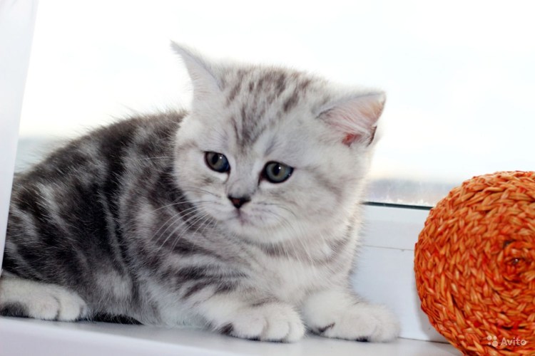 Шотландский страйт золотой мраморный