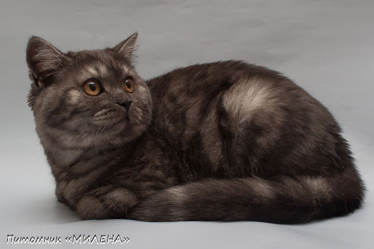 Шотландская прямоухая окрас вискас