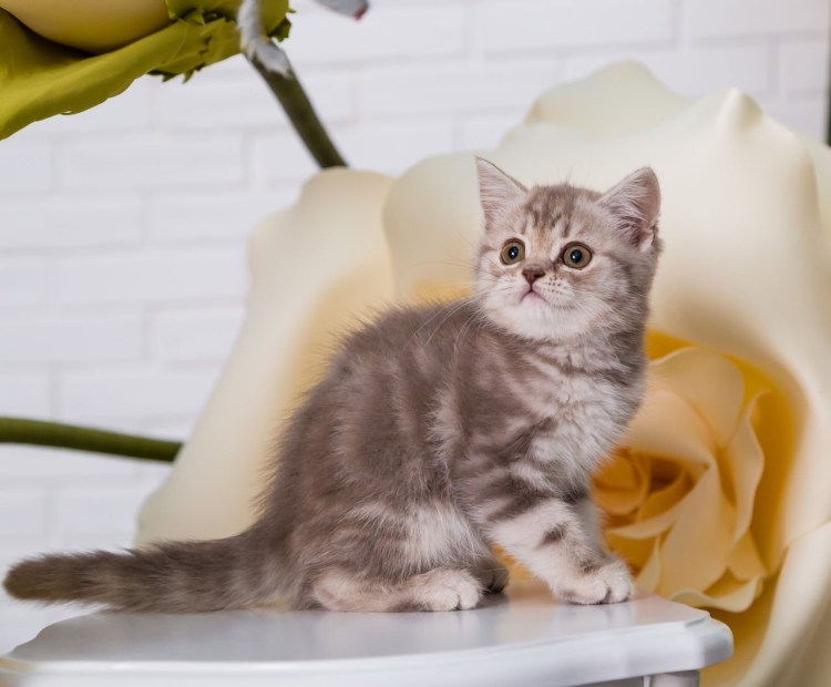 Шотландский скоттиш страйт мраморный окрас