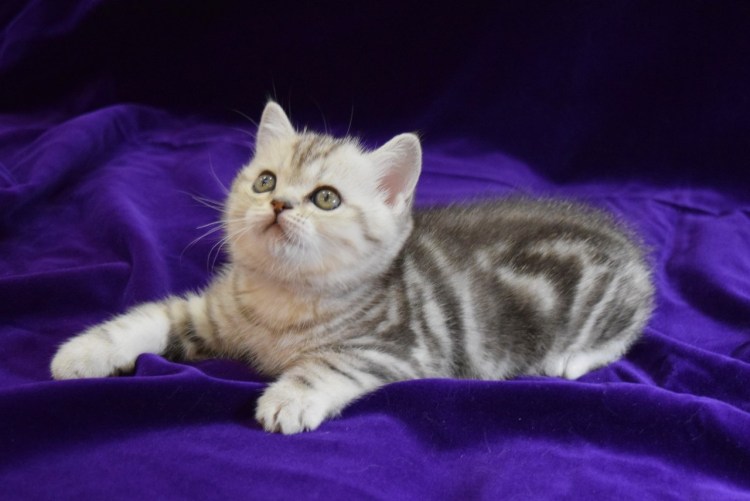 Шотландская кошка прямоухая скоттиш страйт полосатый