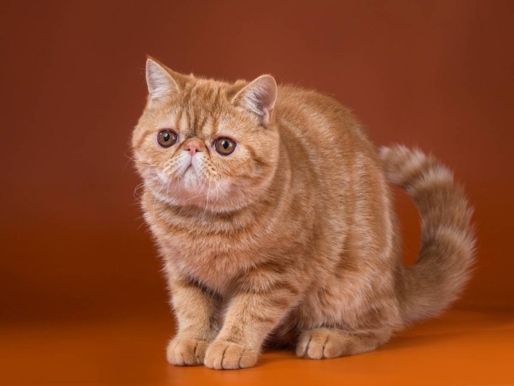 Экзот метис черепаховый