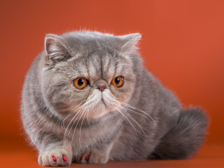 Британская кошка экзот