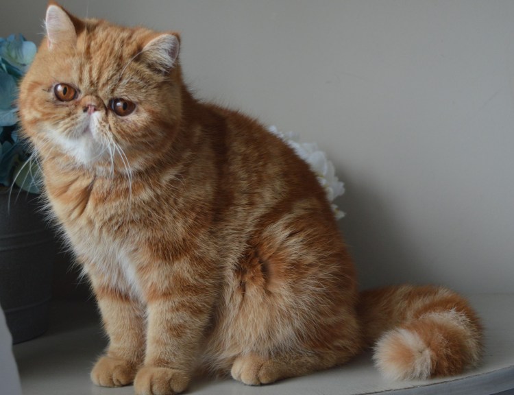 Кошки с приплюснутой мордой