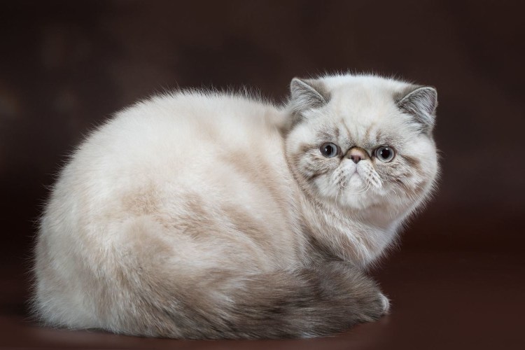 Порода кошек экзот короткошерстный