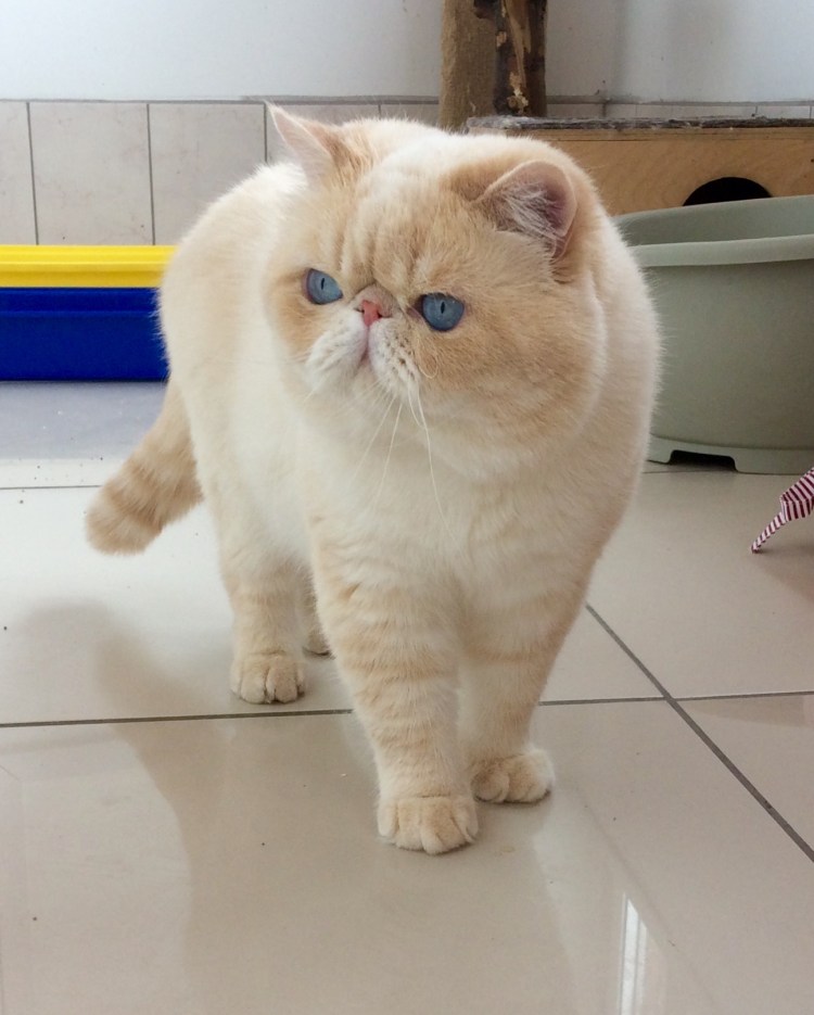 Британский кот рыжий биография