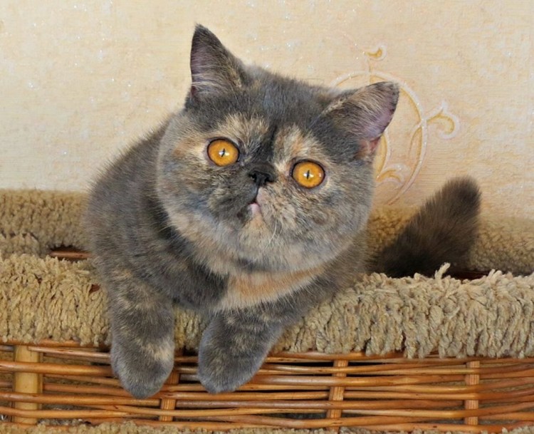 Шотландский вислоухий экзот рыжий