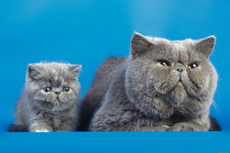 Кот экзот британец