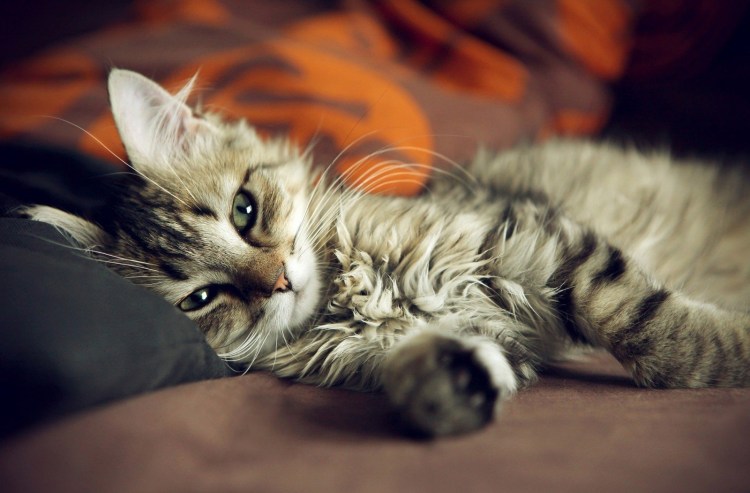 Красивые котята