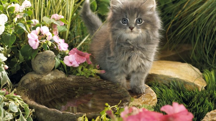 Обои на рабочий стол коты