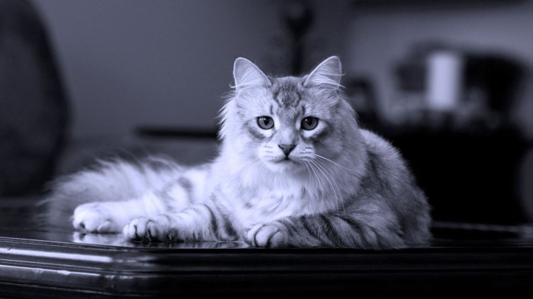 Красивые коты