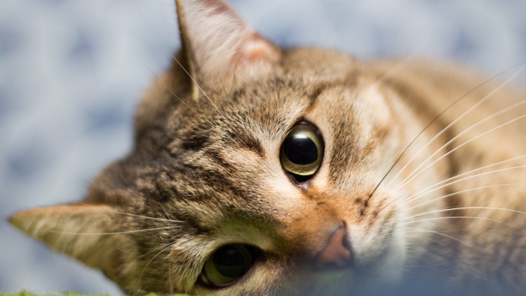 Красивый кот на рабочий стол