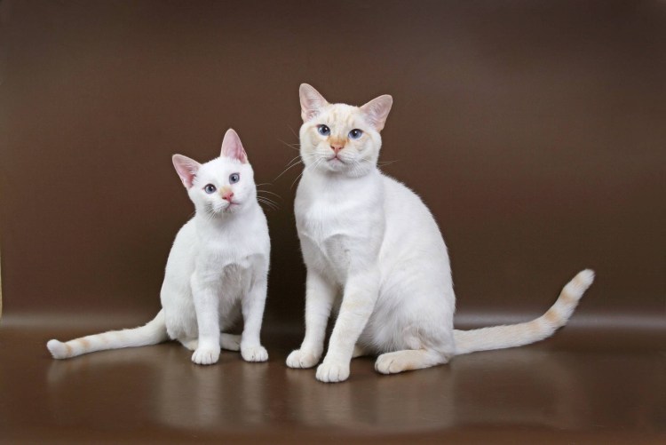 Тайская кошка крем Пойнт