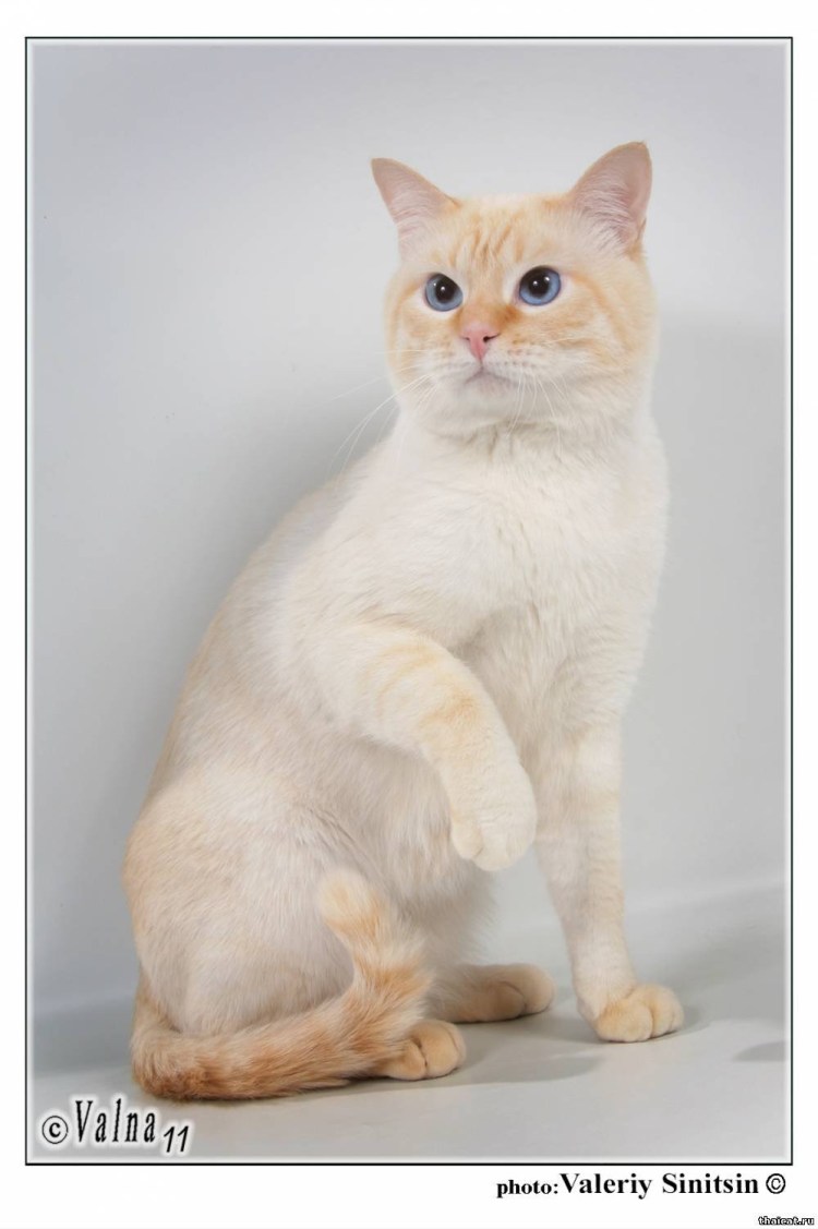 Рэгдолл ред Пойнт