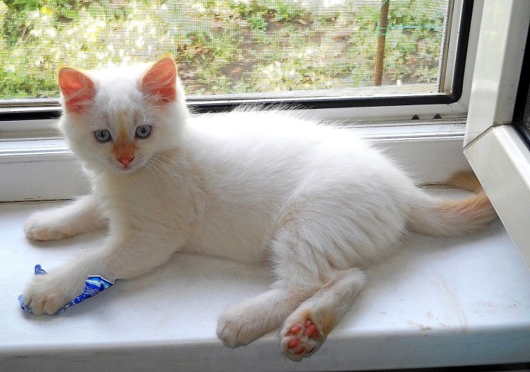 Окрас ред Пойнт у кошек