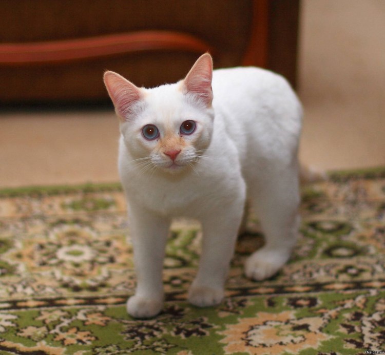 Райская кошка Ре поинт