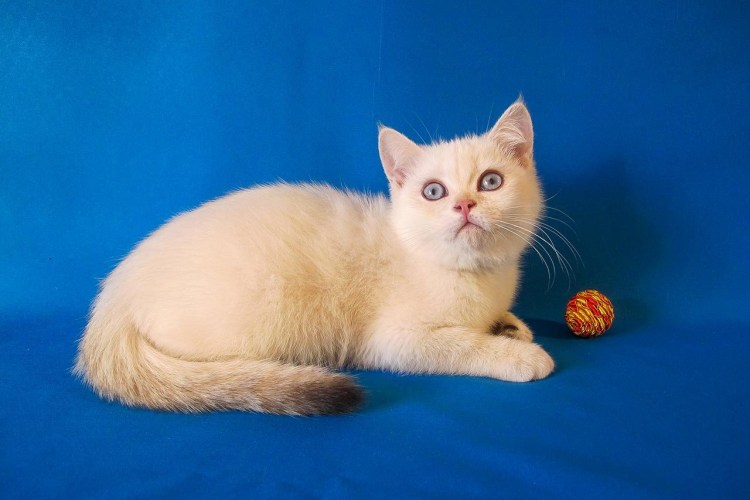 Котенка взять ред Пойнт