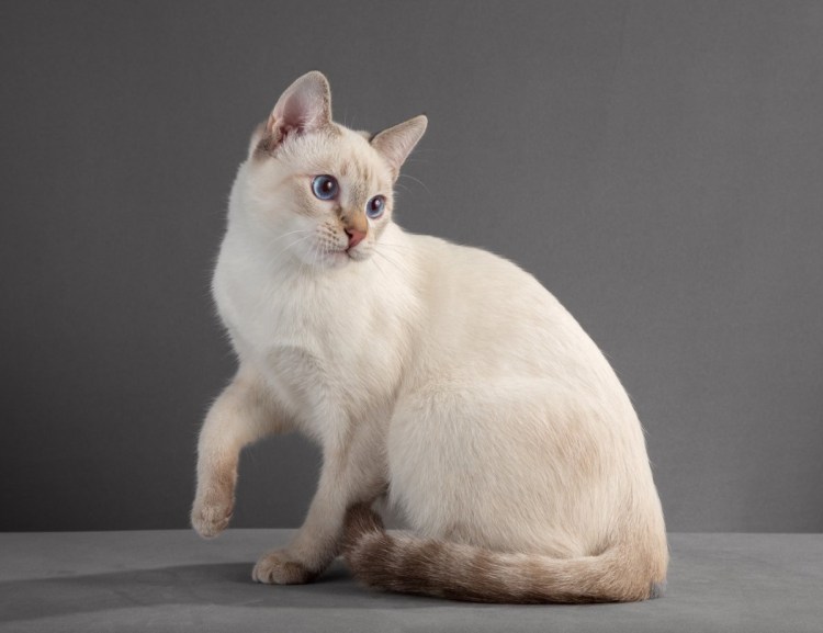 Тайская кошка