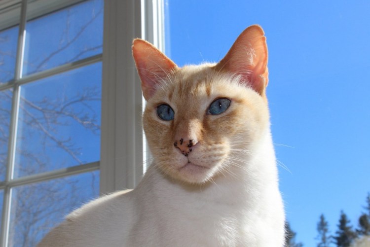 Тонкинез ред поинт