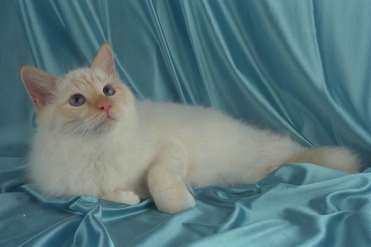 Тайский кот ред Пойнт