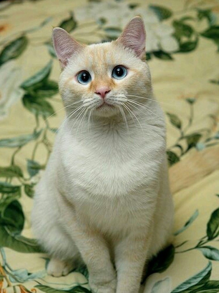 Тайский Сиам кот бело рыжий