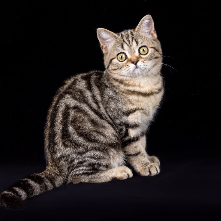 Шотландская вислоухая кошка страйт